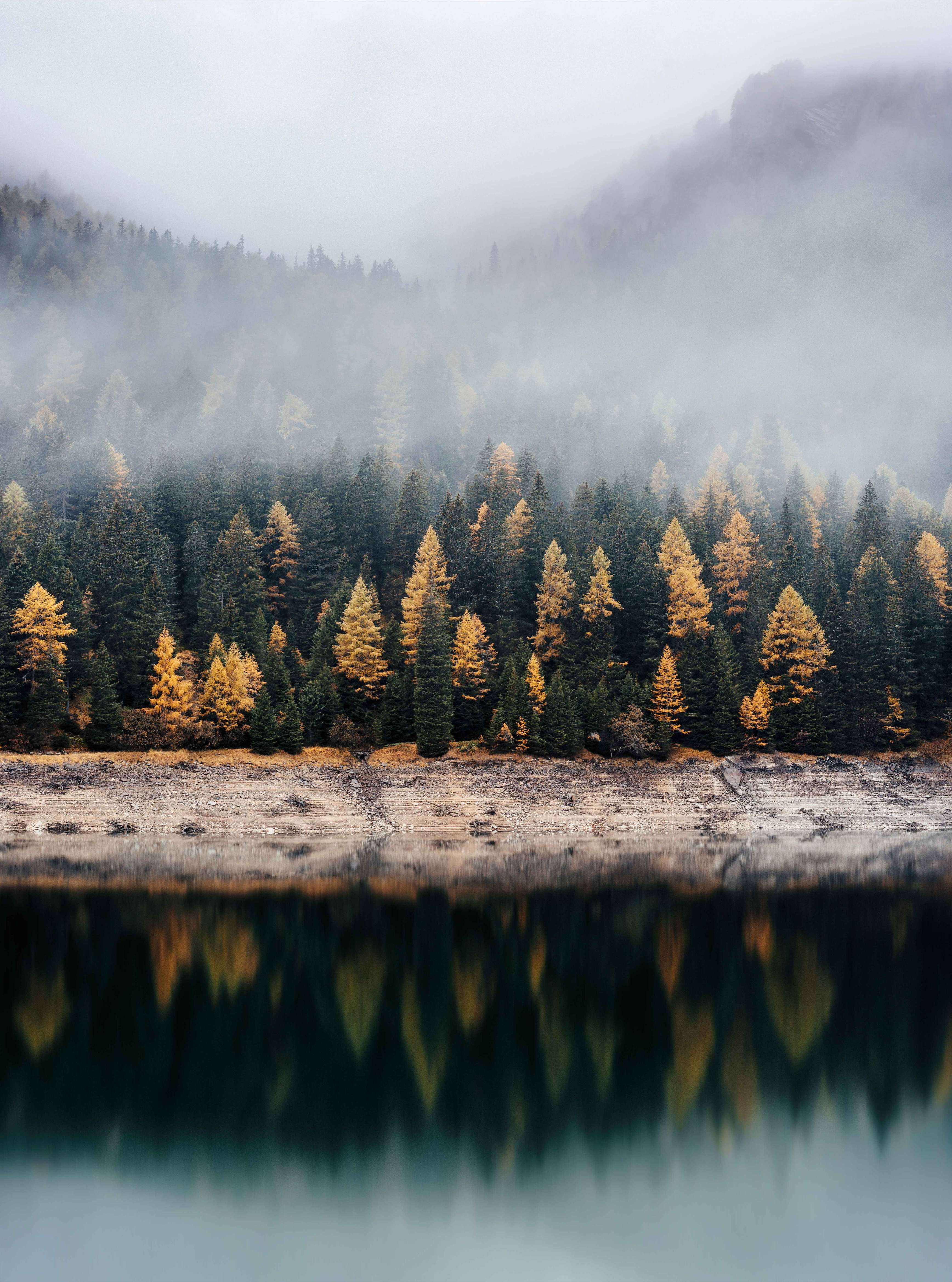 forest